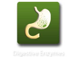 Digestive Enzymes